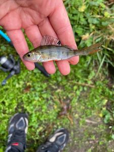 European Perch