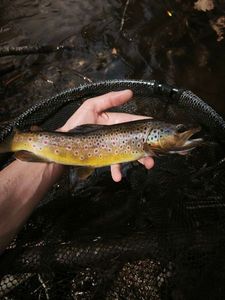 Brown Trout