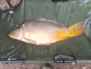 Mirror Carp