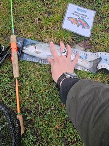 Rainbow Trout