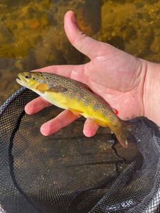 Brown Trout