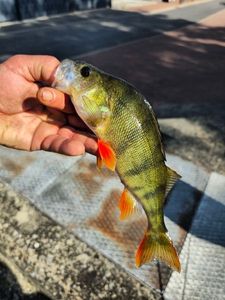 European Perch