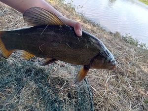 Tench