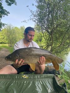 Common Carp