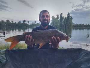 Common Carp