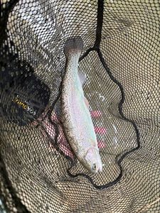 Rainbow Trout