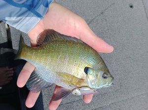 Bluegill