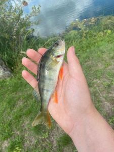 European Perch