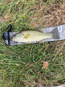 Largemouth Bass