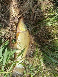 Tench