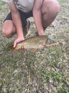 Common Carp