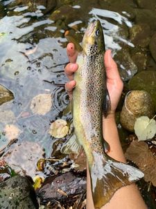 Brown Trout