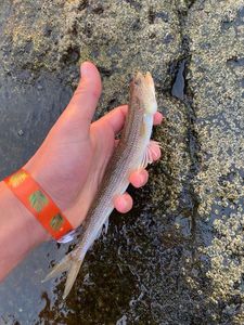 Inshore Lizardfish