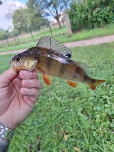 European Perch