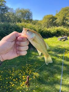 Largemouth Bass