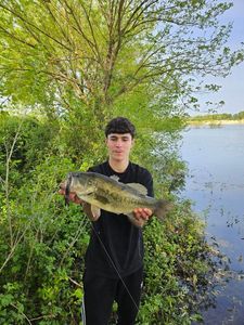 Largemouth Bass
