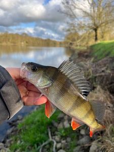 European Perch