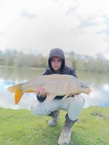 Common Carp