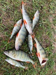 European Perch