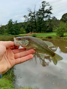 Largemouth Bass