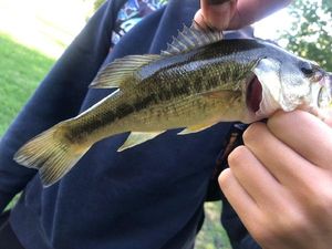 Smallmouth Bass