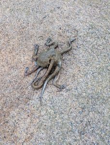 Common Octopus
