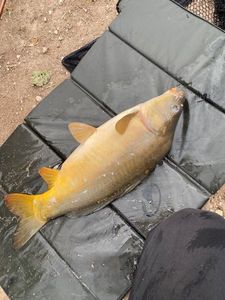 Mirror Carp