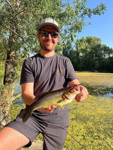 Largemouth Bass