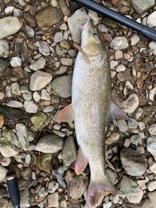 Barbel