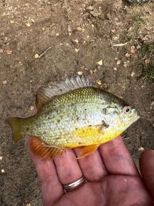 Green Sunfish