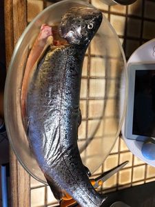 Rainbow Trout