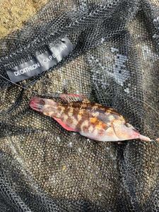 Ballan Wrasse