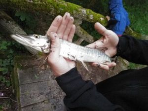 Northern Pike