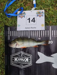 European Perch