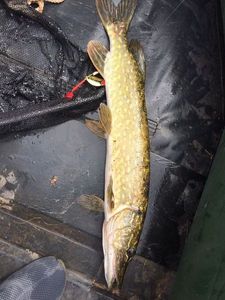 Northern Pike