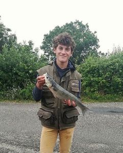 Thicklip Grey Mullet