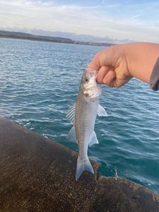 European Bass (Seabass)
