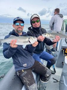 European Bass (Seabass)