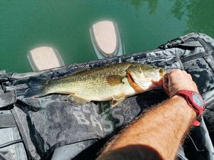 Largemouth Bass