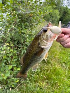 Largemouth Bass