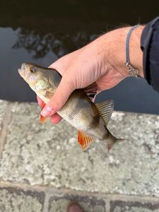 European Perch