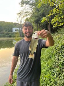 Largemouth Bass