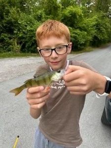 Yellow Perch