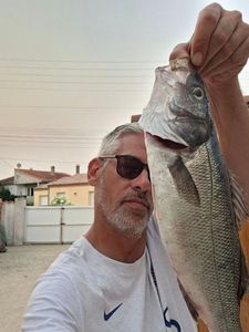 European Bass (Seabass)