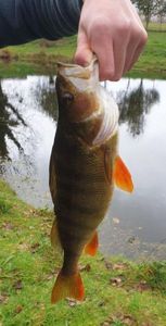 European Perch