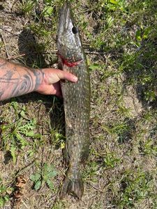 Northern Pike