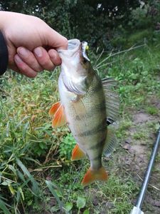 European Perch