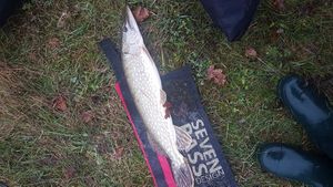 Northern Pike