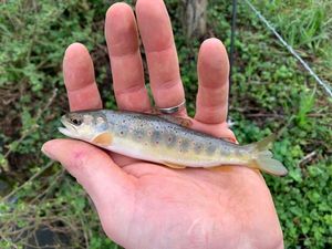 Brown Trout