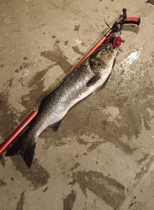 European Bass (Seabass)